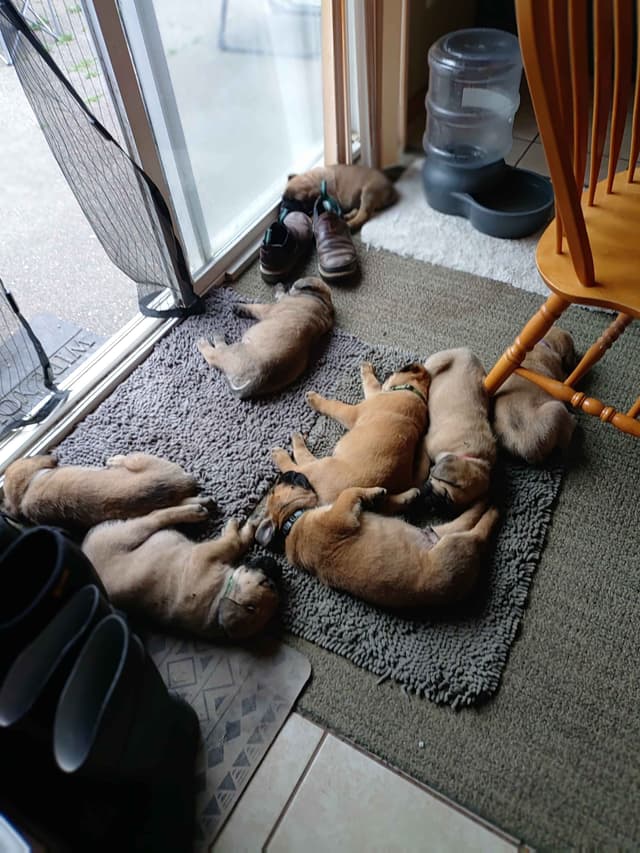 Mastiff Puppies media 10