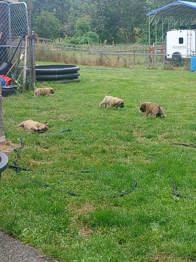 Mastiff Puppies media 11