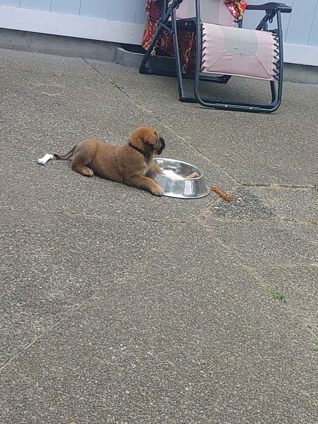 Mastiff Puppies media 12