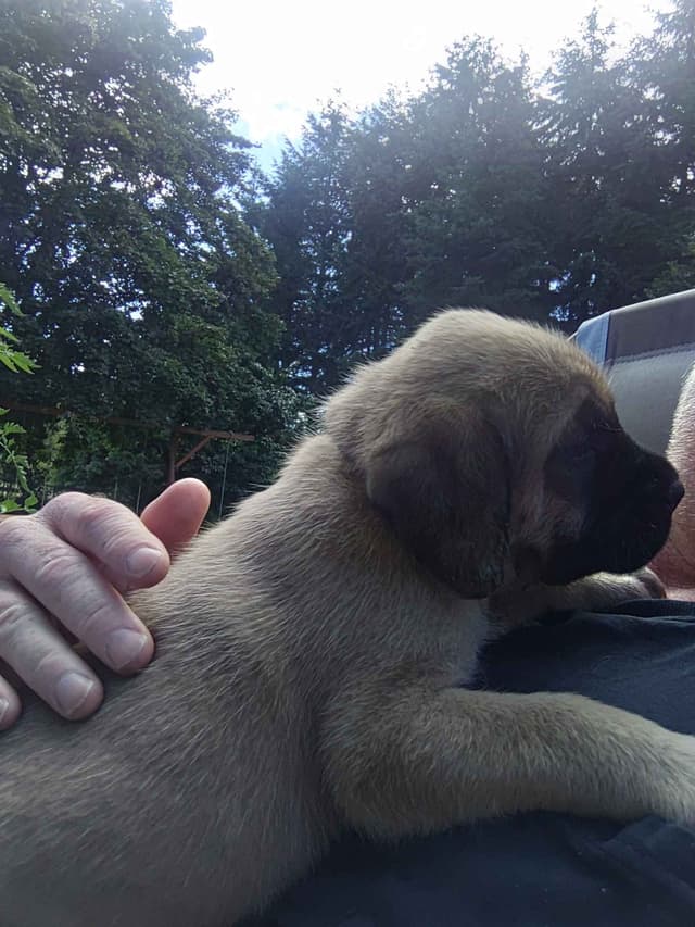 Mastiff Puppies media 13