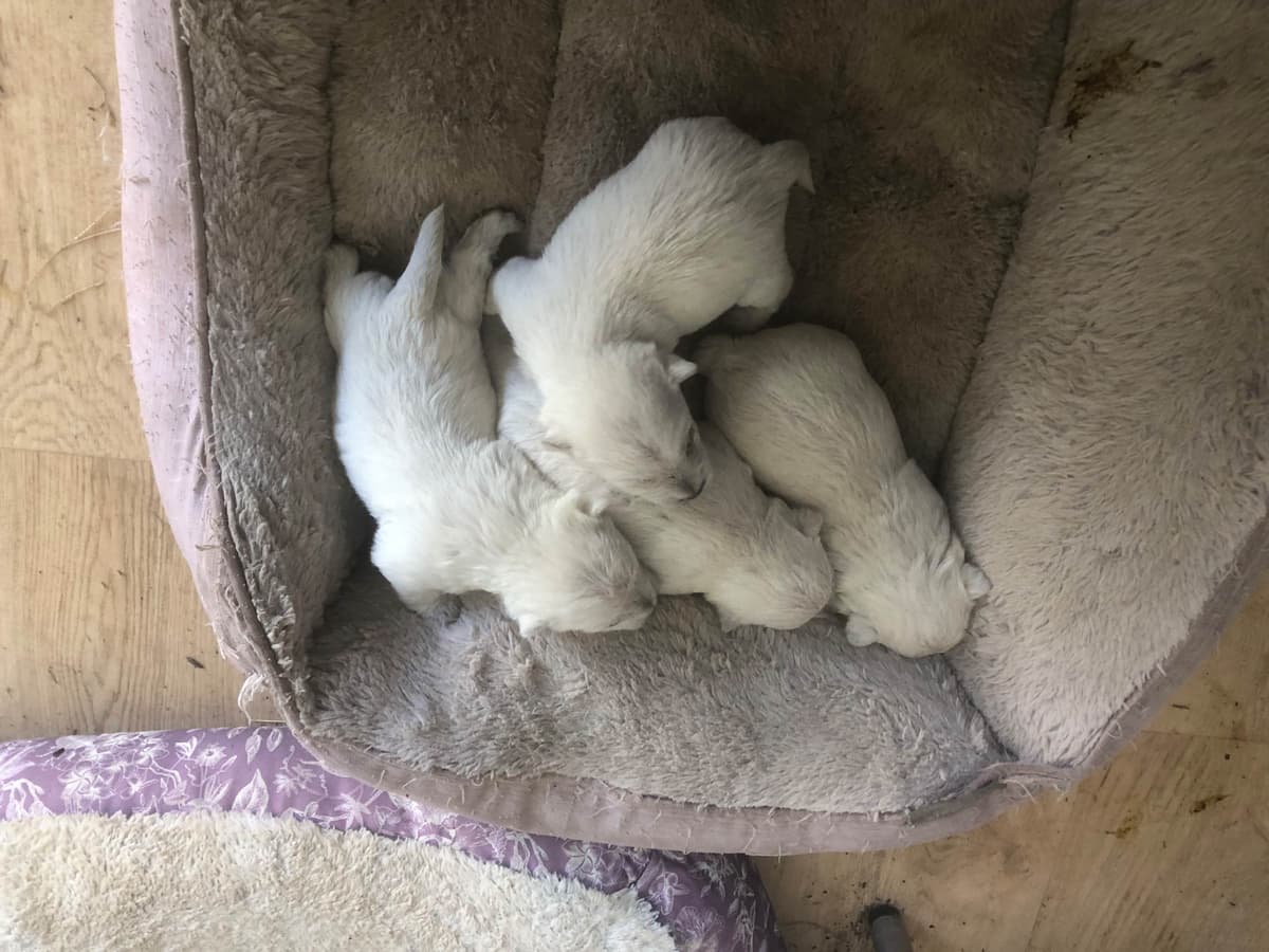 West Highland White Terrier Puppies breeder image 1