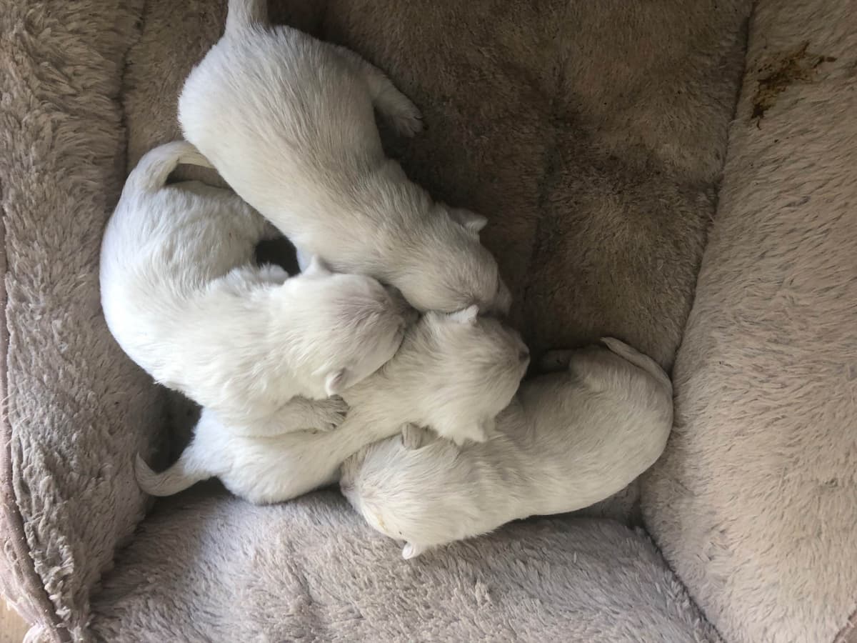 West Highland White Terrier Puppies breeder image 2