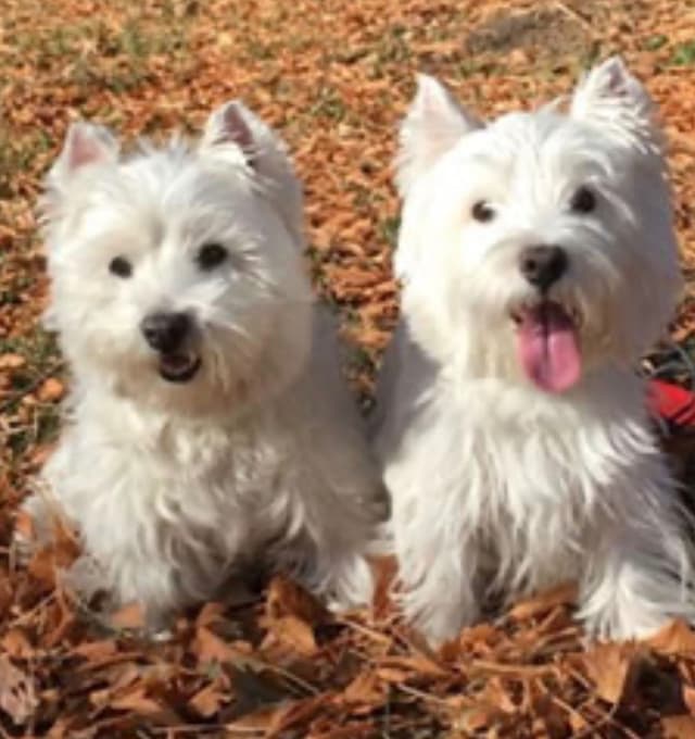 West Highland White Terrier Puppies media 2