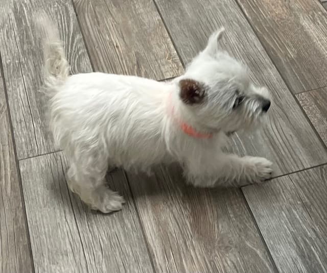 West Highland White Terrier Puppies media 3