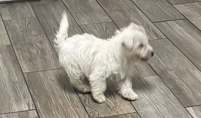 West Highland White Terrier Puppies media 4