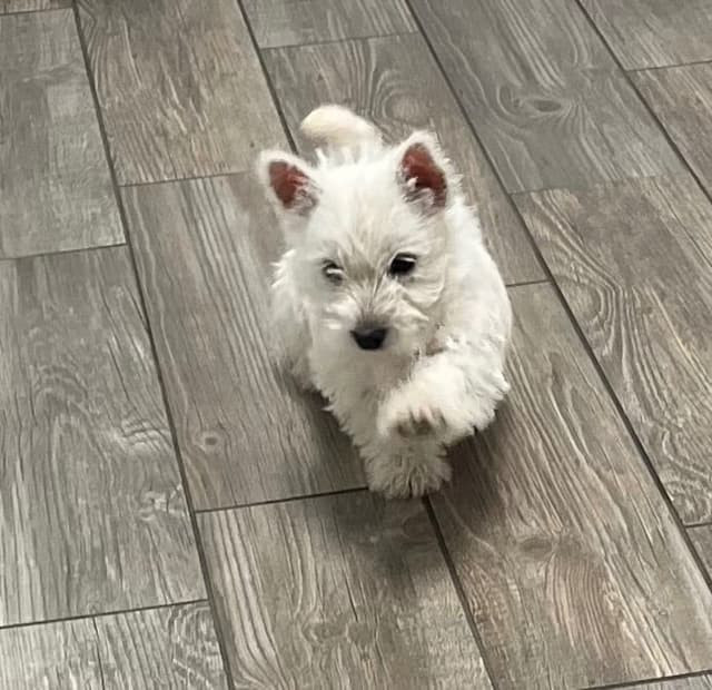 West Highland White Terrier Puppies media 5