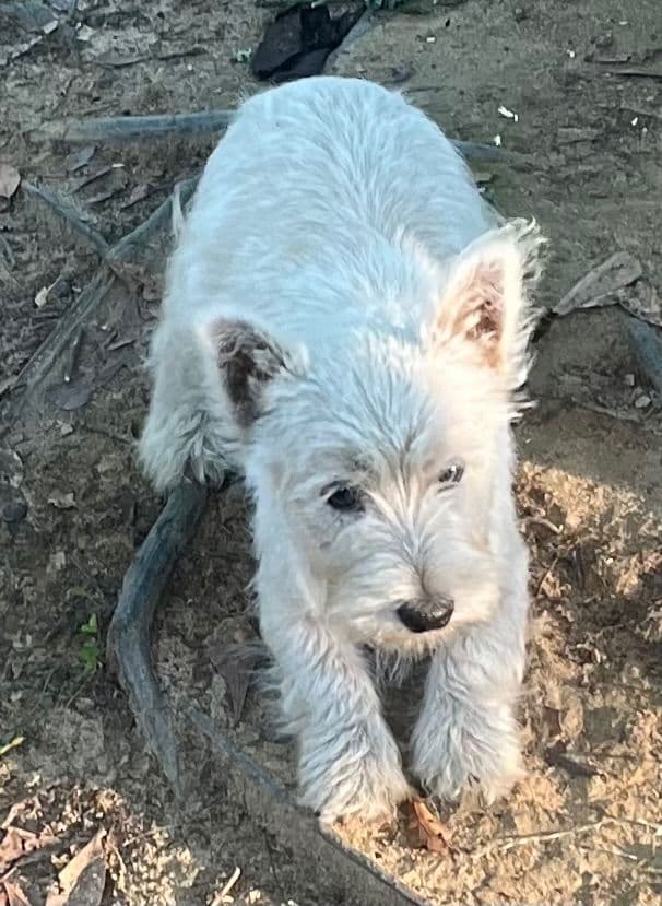 West Highland White Terrier Puppies media 6