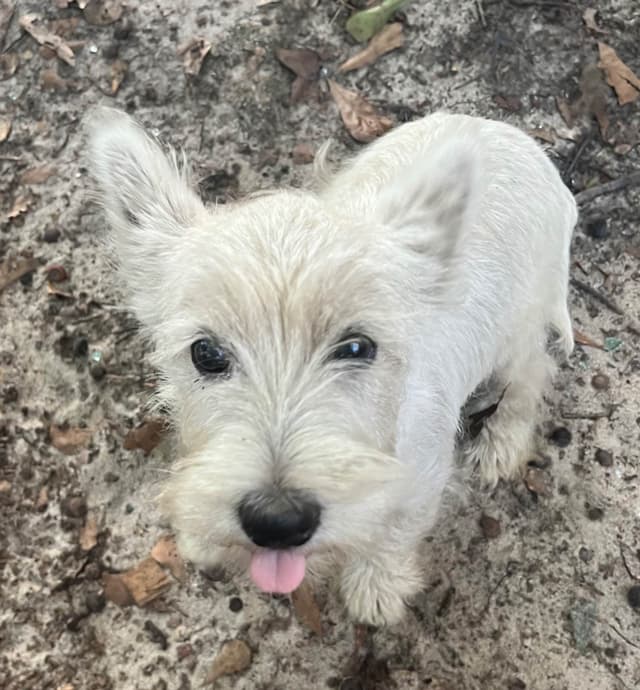 West Highland White Terrier Puppies media 7