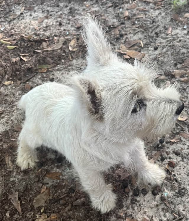 West Highland White Terrier Puppies media 8
