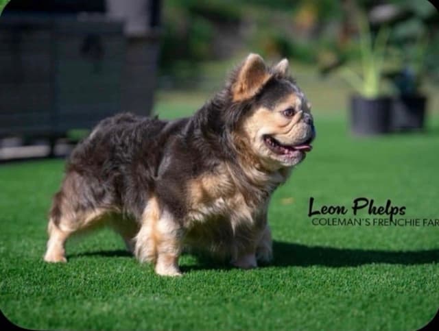 French Bulldog Puppies media 5