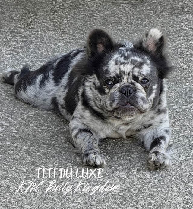 French Bulldog Puppies media 6