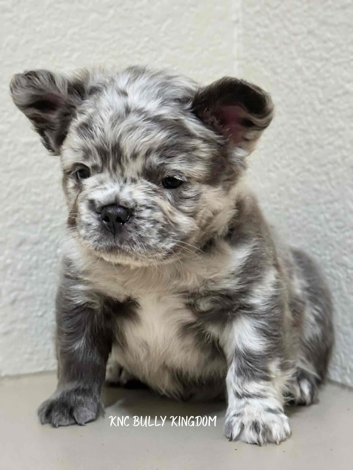 French Bulldog Puppies breeder image 3