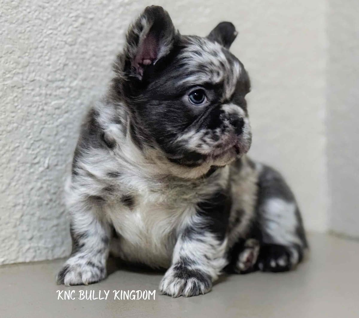 French Bulldog Puppies breeder image 2
