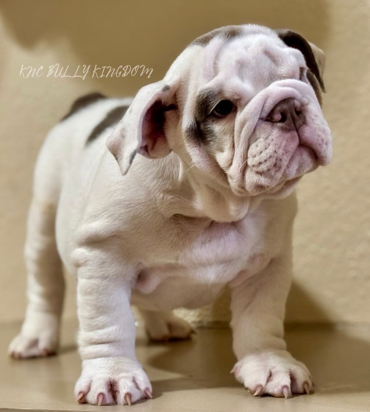 French Bulldog Puppies breeder image 5
