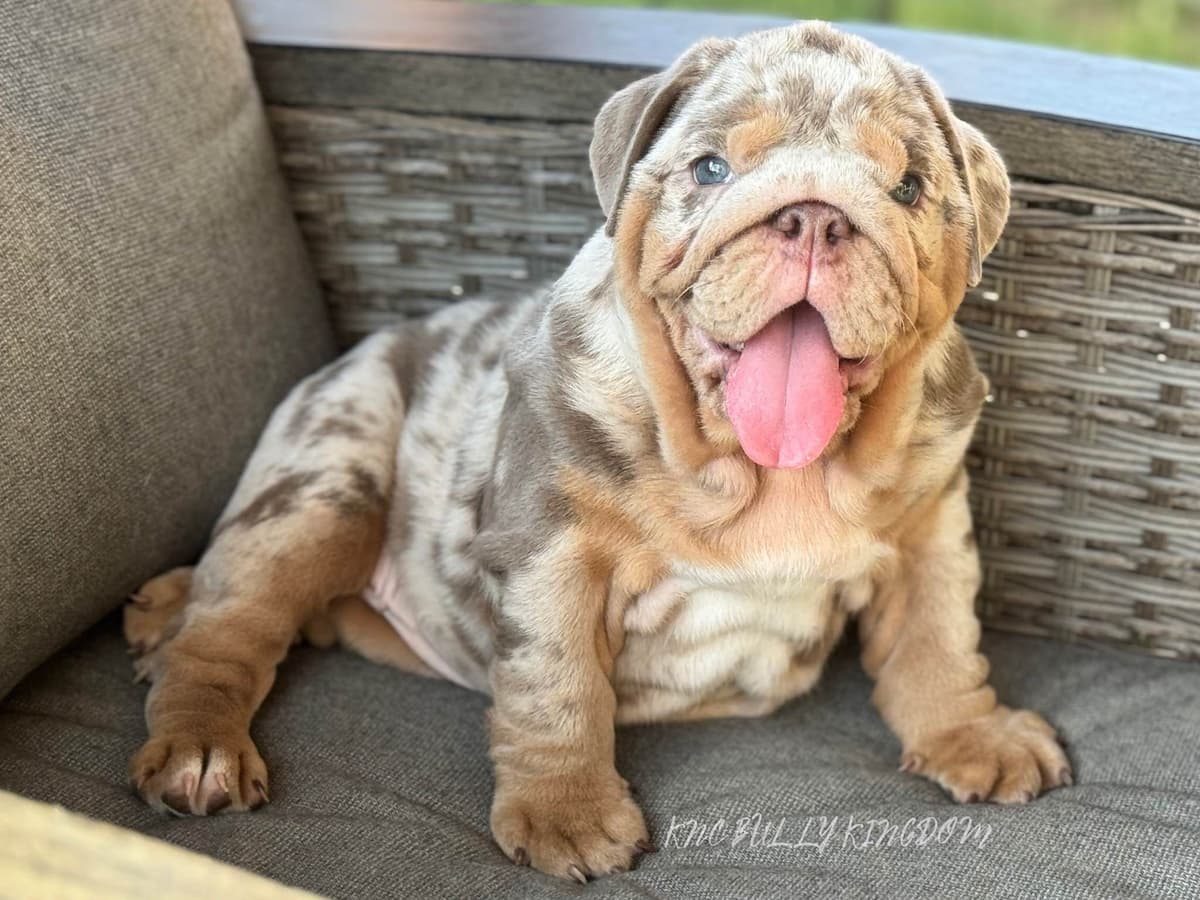French Bulldog Puppies breeder image 6