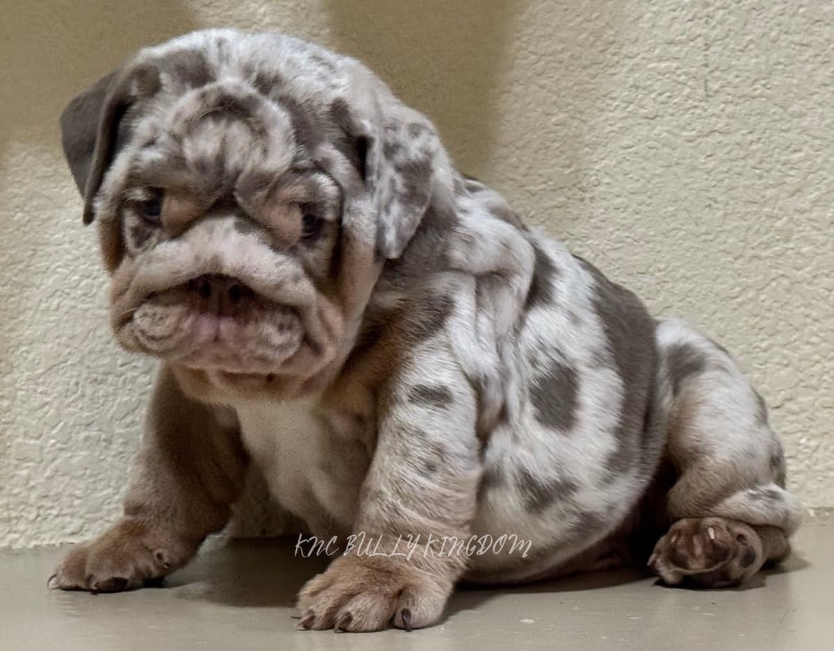 French Bulldog Puppies breeder image 4