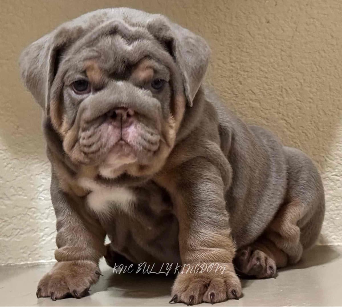 French Bulldog Puppies breeder image 1