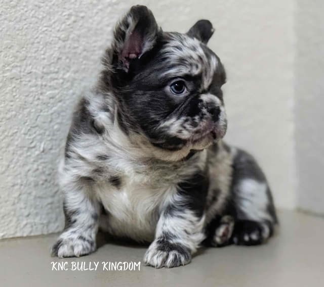 French Bulldog Puppies media 3