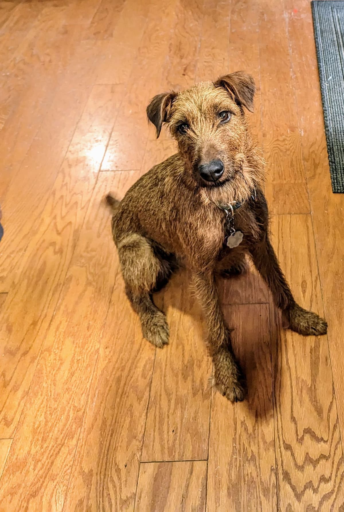Meet our bright, bold, and beautiful Irish Terrier puppies! breeder image 5