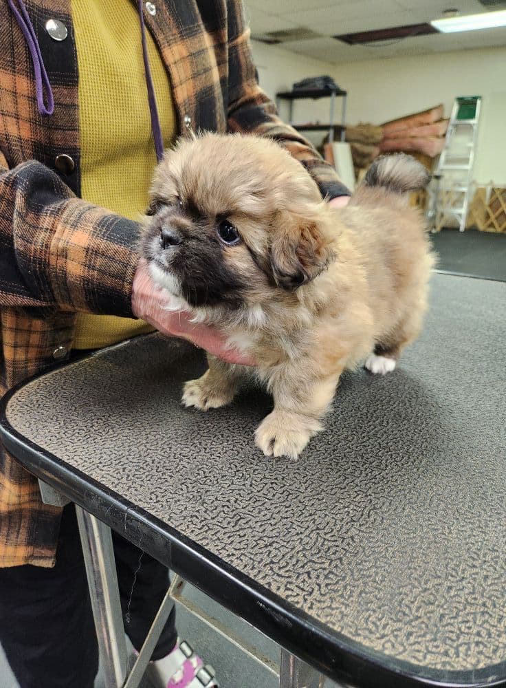 Tibetan Spaniel Puppies breeder image 5