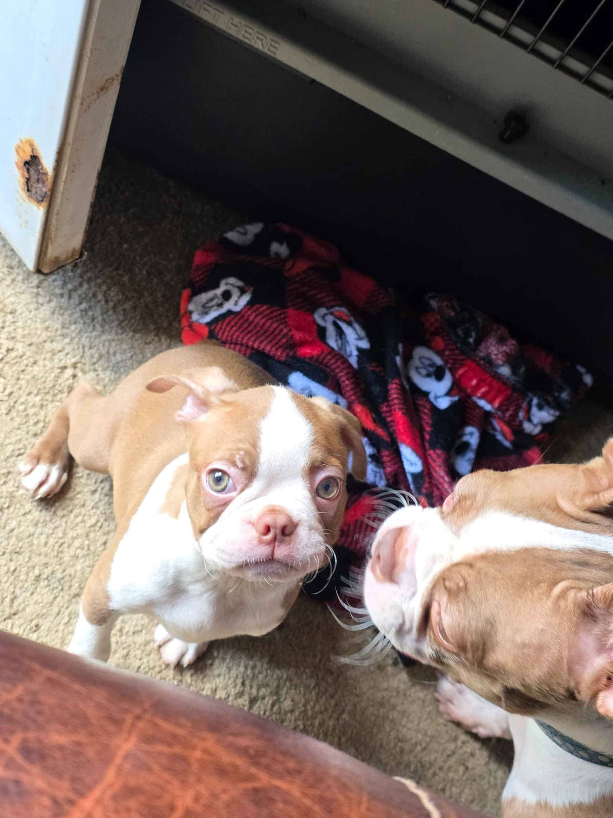 Boston Terrier Puppies breeder image 1