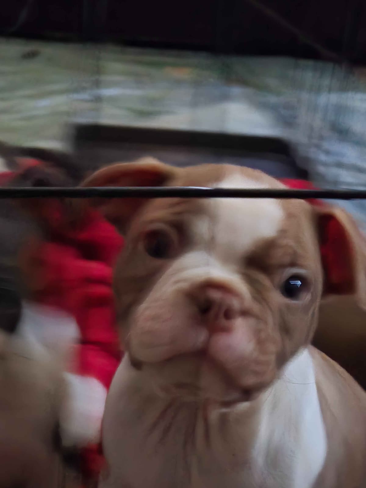 Boston Terrier Puppies breeder image 6