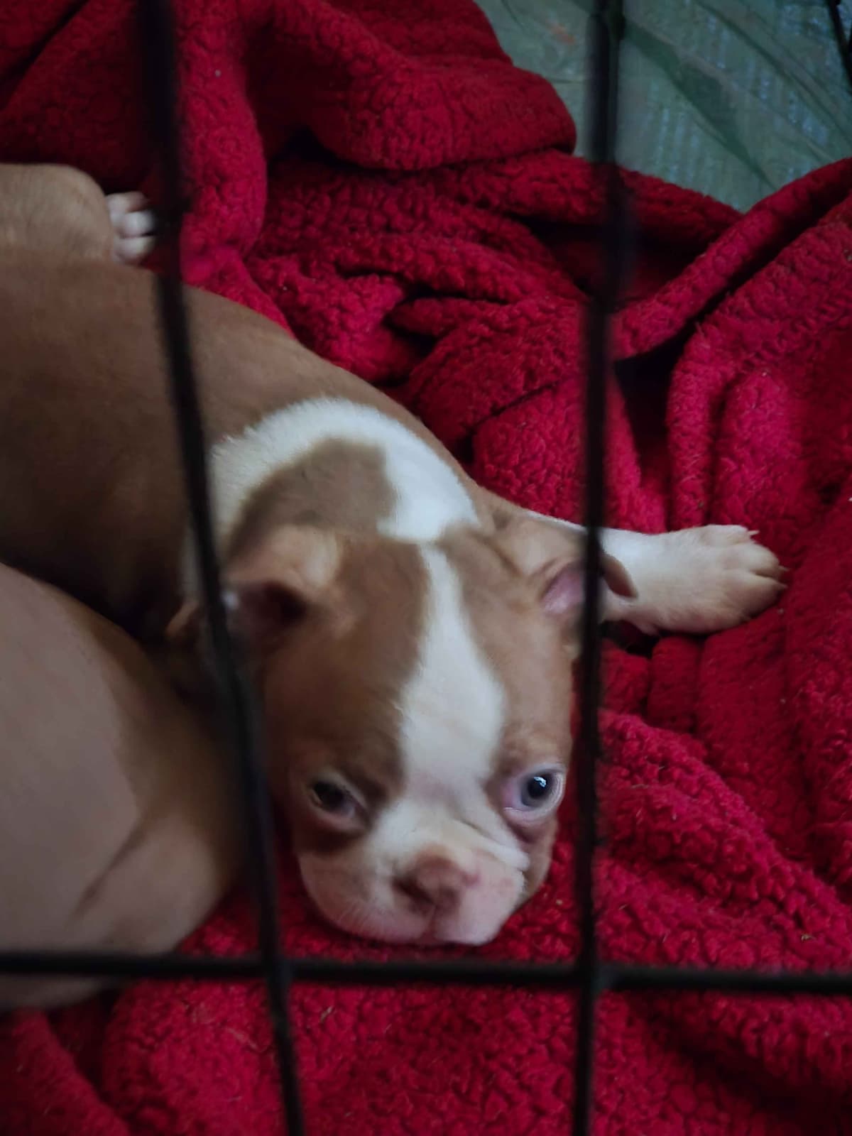 Boston Terrier Puppies breeder image 2