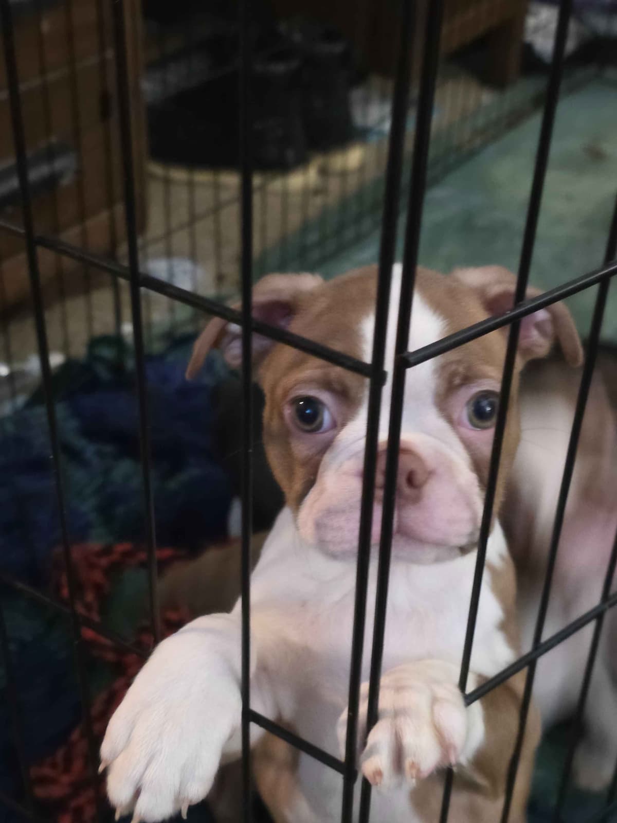 Boston Terrier Puppies breeder image 3