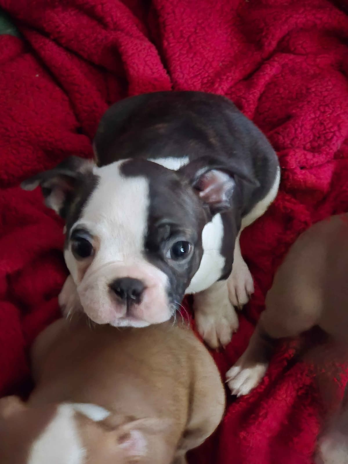 Boston Terrier Puppies breeder image 8
