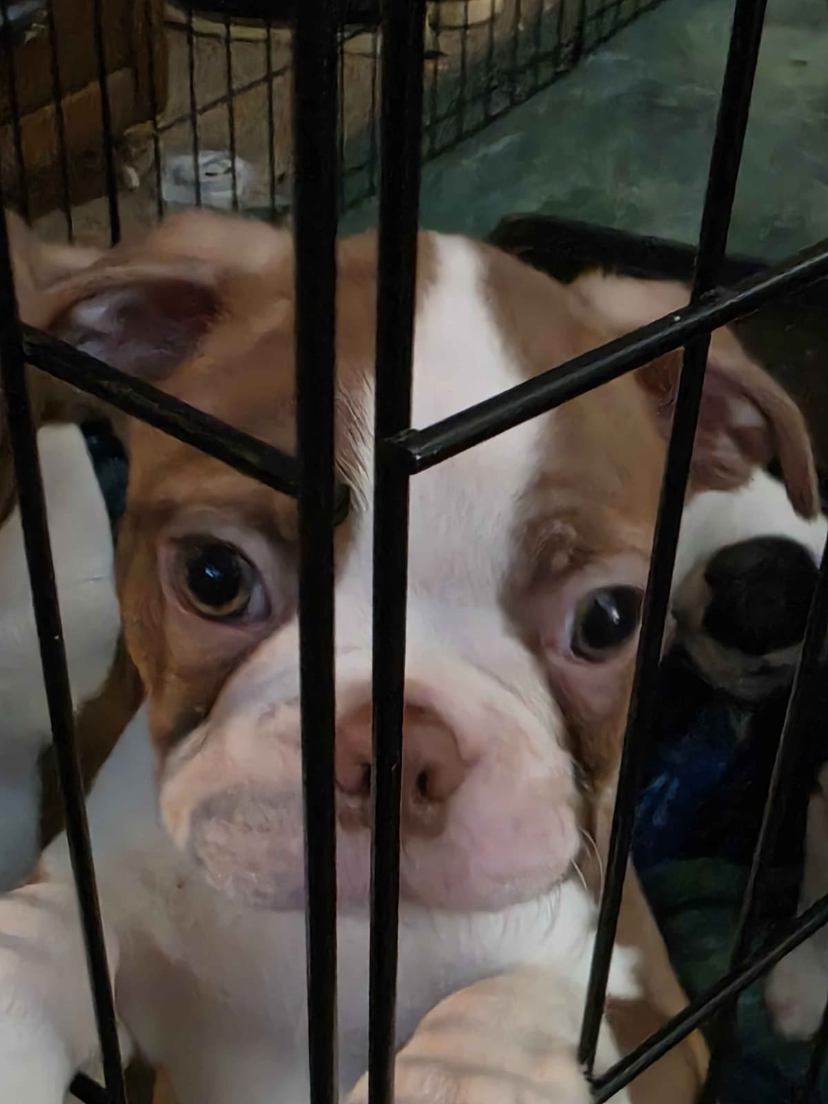 Boston Terrier Puppies breeder image 4