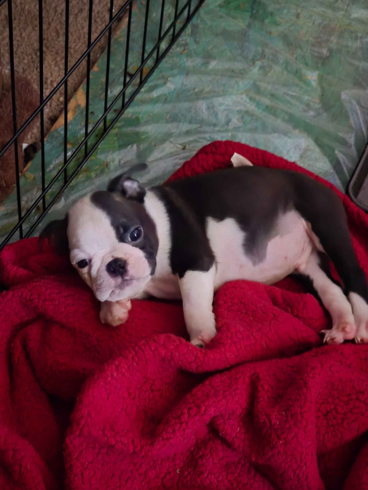 Boston Terrier Puppies breeder image 10