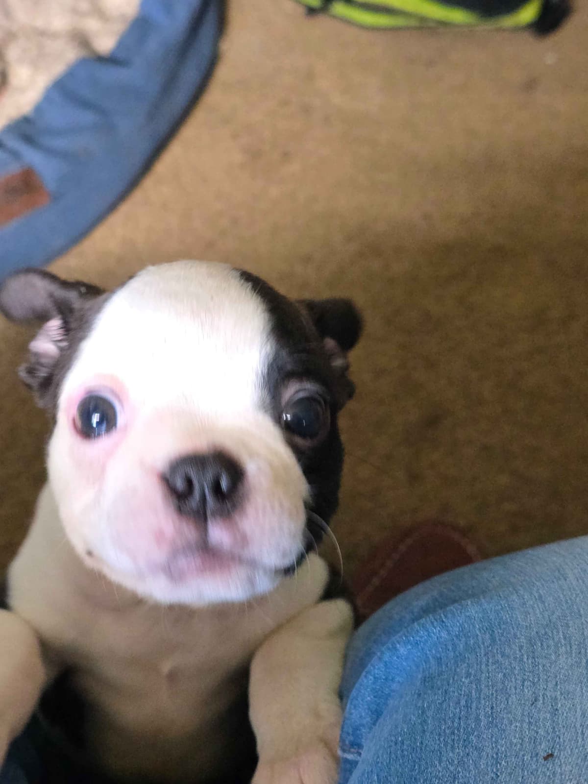 Boston Terrier Puppies breeder image 11