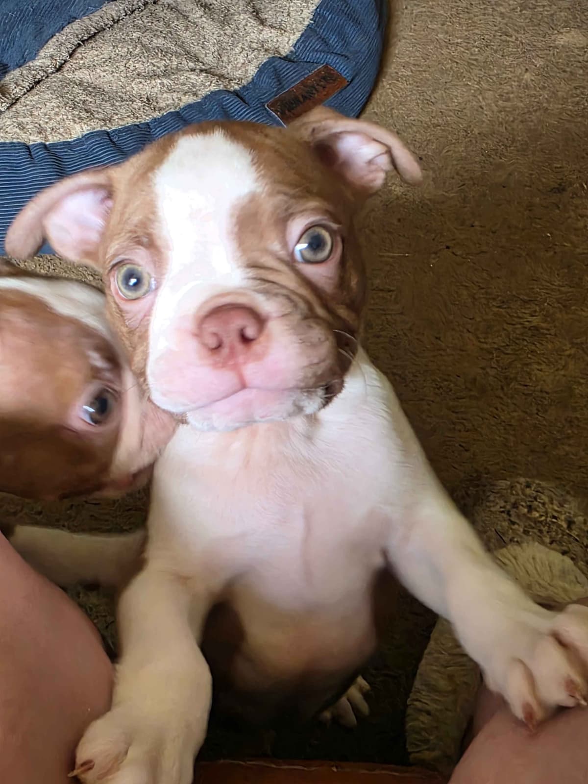 Boston Terrier Puppies breeder image 7