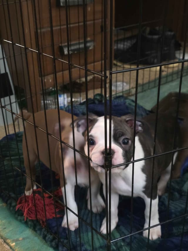 Boston Terrier Puppies media 4