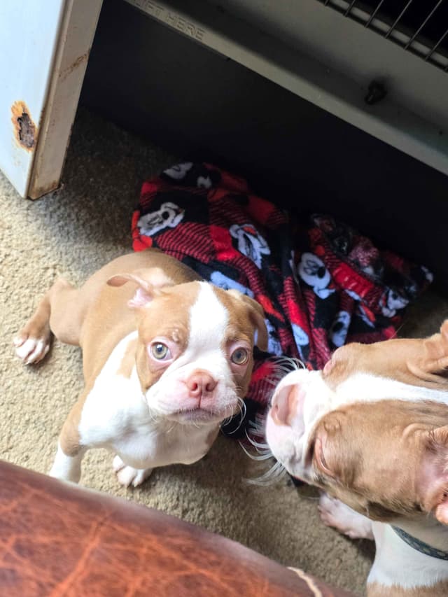 Boston Terrier Puppies media 6