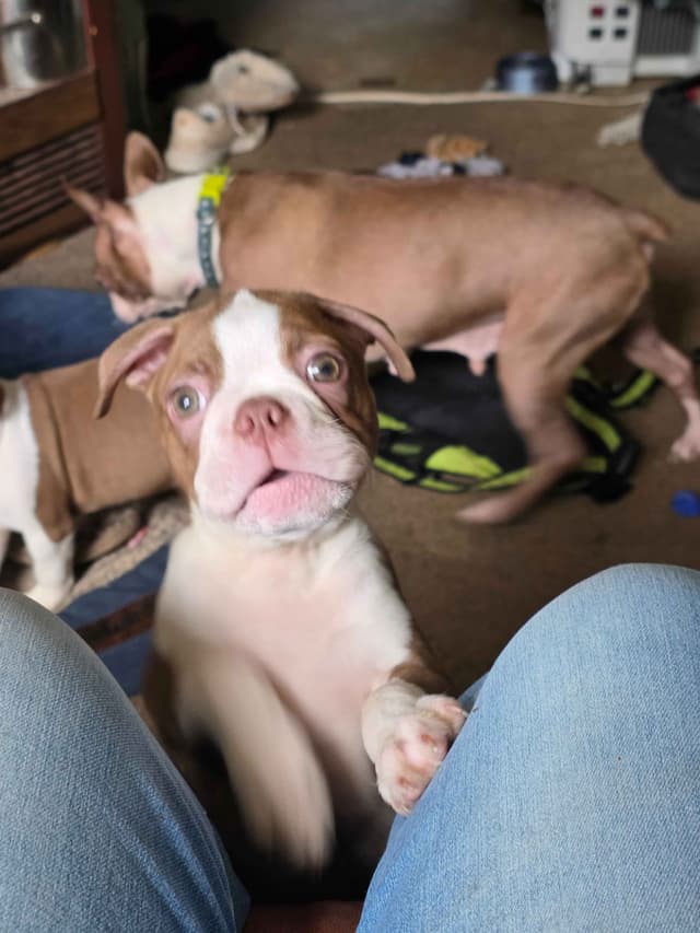 Boston Terrier Puppies media 7