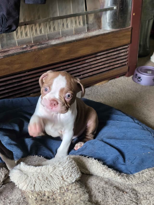 Boston Terrier Puppies media 8