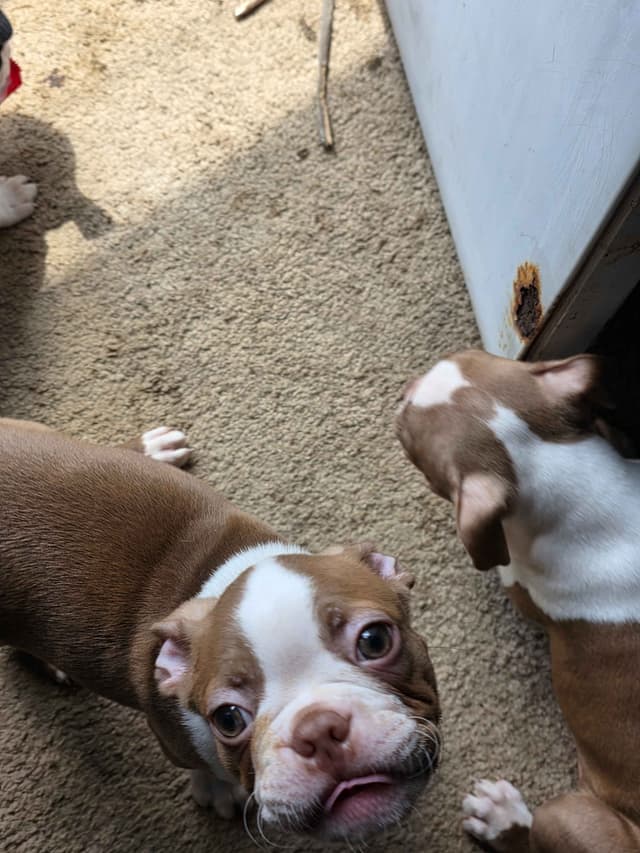 Boston Terrier Puppies media 9