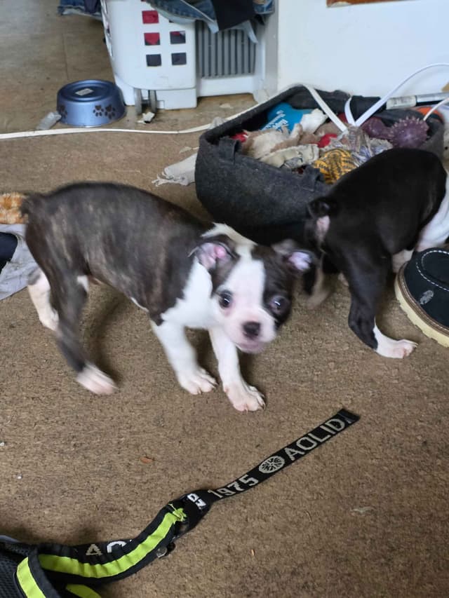 Boston Terrier Puppies media 10