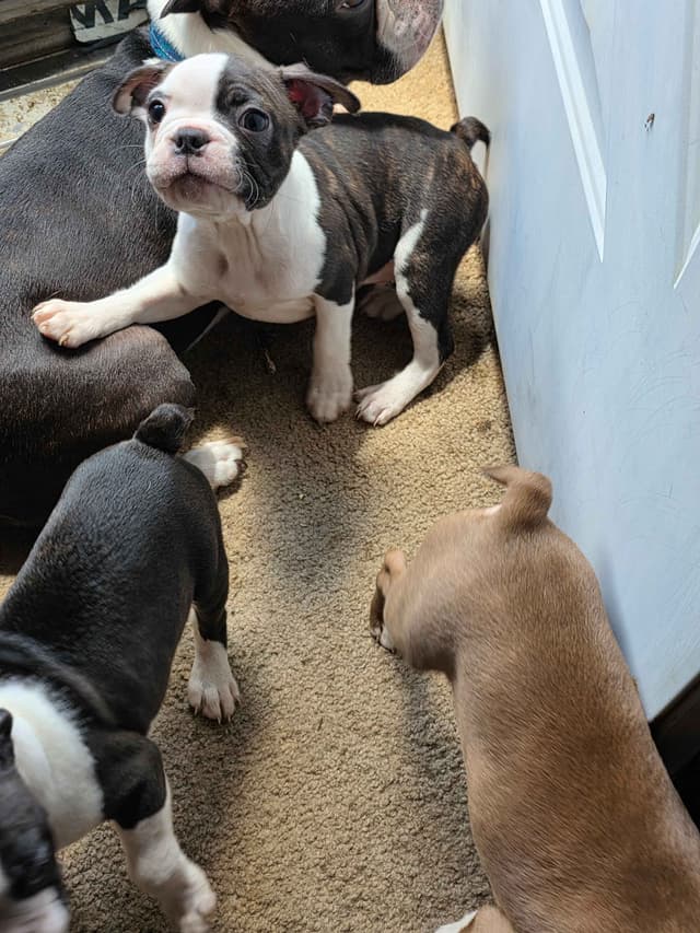 Boston Terrier Puppies media 12