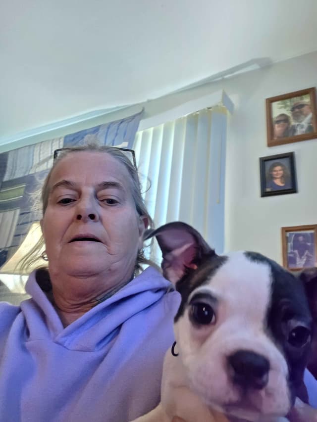 Boston Terrier Puppies media 15