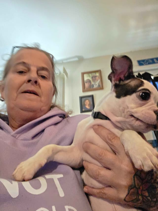 Boston Terrier Puppies media 16