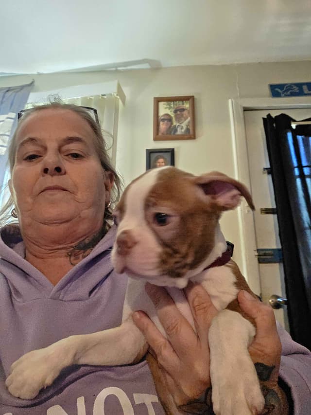Boston Terrier Puppies media 17