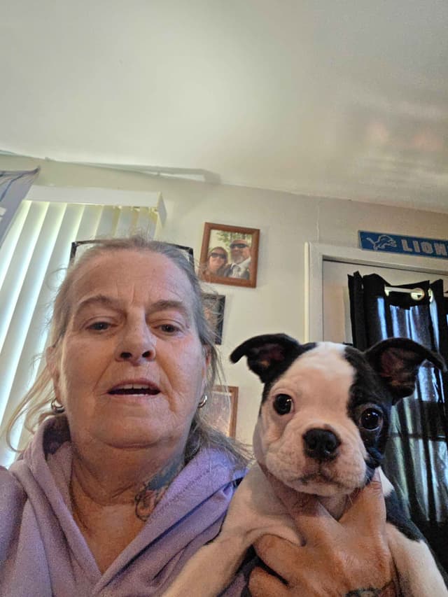 Boston Terrier Puppies media 19