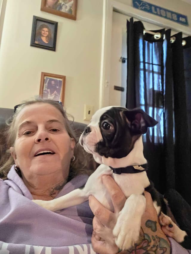 Boston Terrier Puppies media 20
