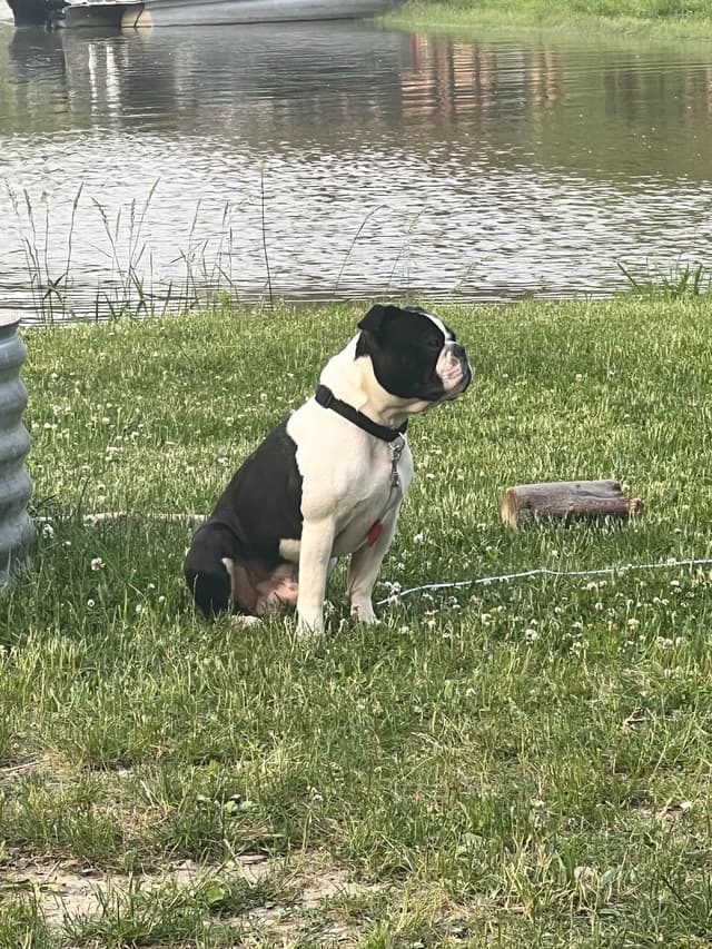 Boston Terrier Puppies media 2