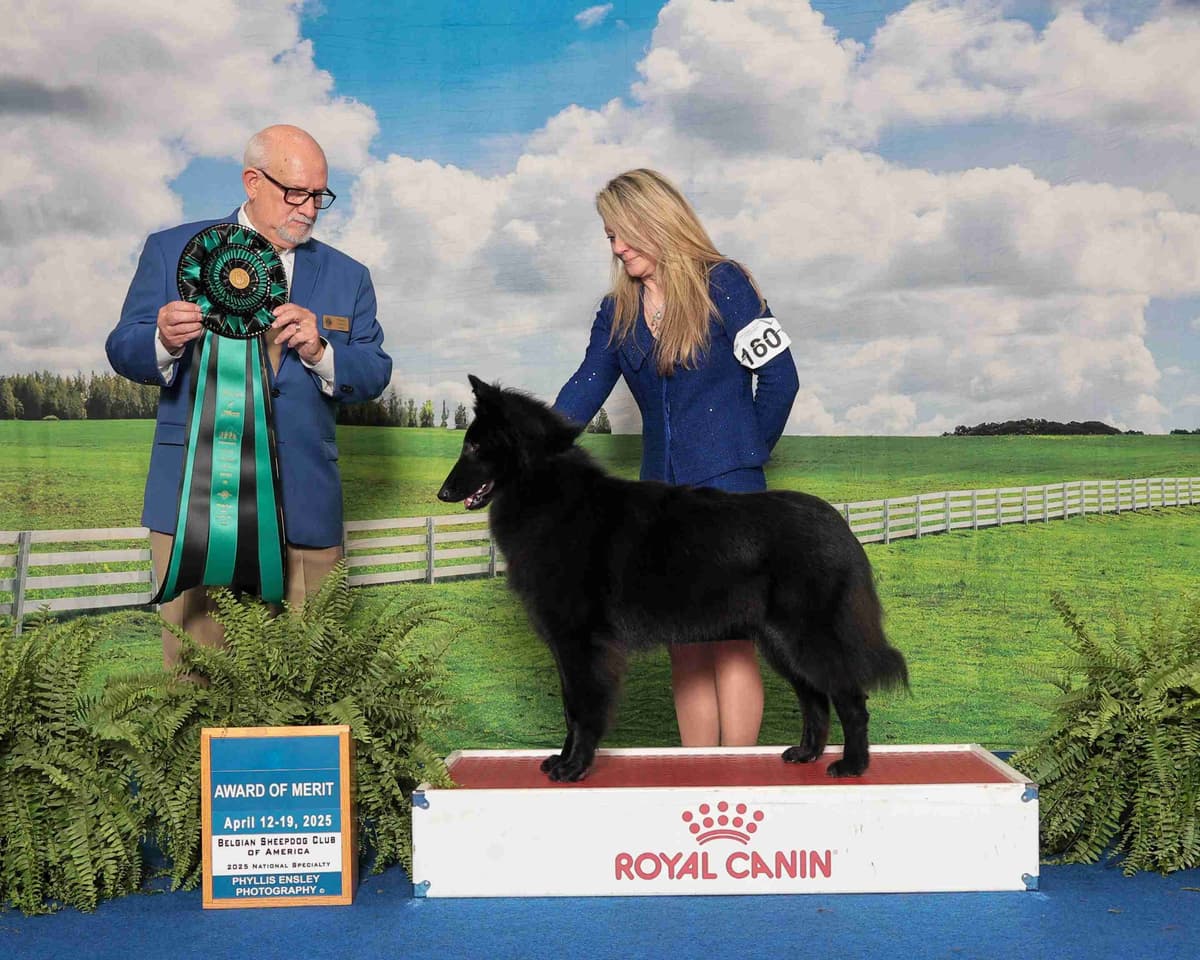 Belgian Sheepdog Puppies breeder image 7