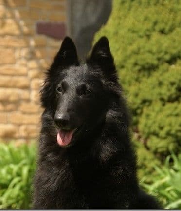 Belgian Sheepdog Puppies media 2