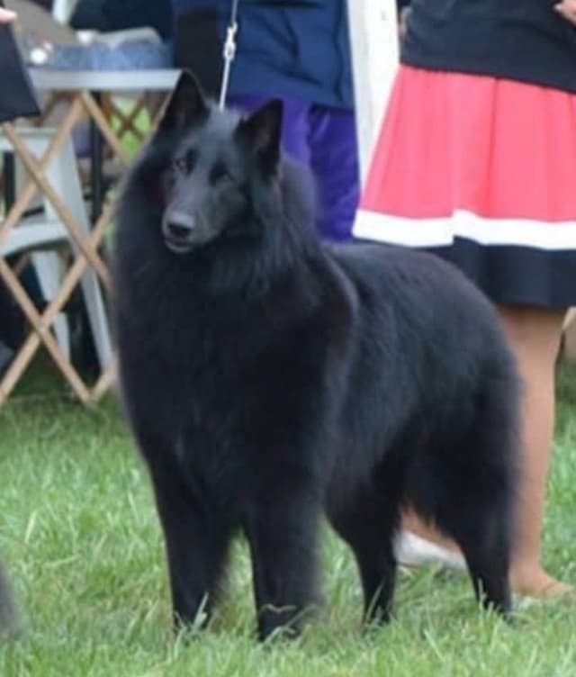 Belgian Sheepdog Puppies media 3