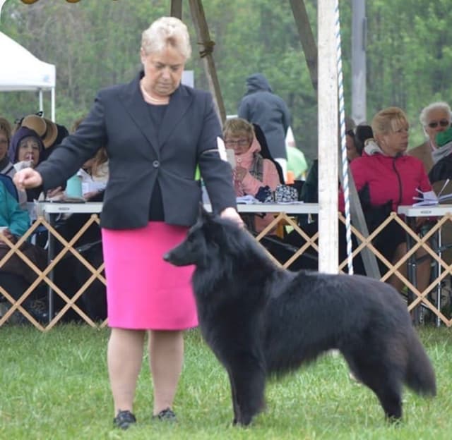 Belgian Sheepdog Puppies media 4